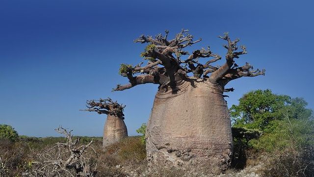 澳洲猴面包树西澳大利亚州金伯利地区