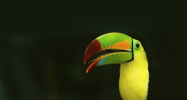 墨西哥热带雨林中的“龙骨嘴”巨嘴鸟鵎鵼（tuókōng）