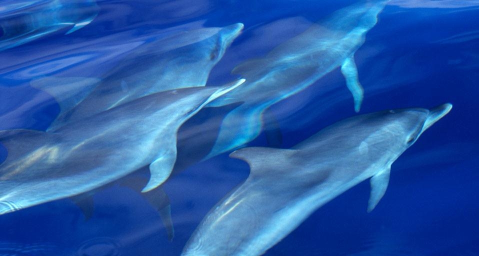 大西洋亚速尔群岛附近的海豚