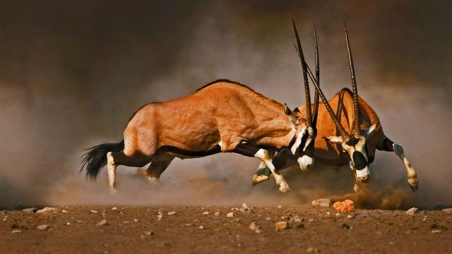 纳米比亚，埃托沙国家公园内打架中的两只好望角大羚羊
