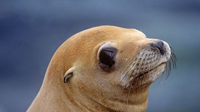 圣地亚哥岛上的加拉帕戈斯群岛海狮幼崽们,厄瓜多尔