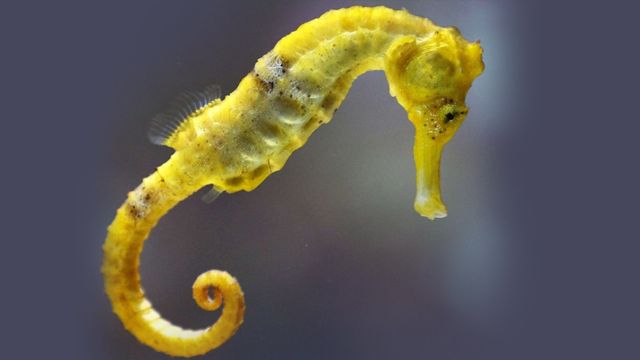 黄金海马|肉食性的海马