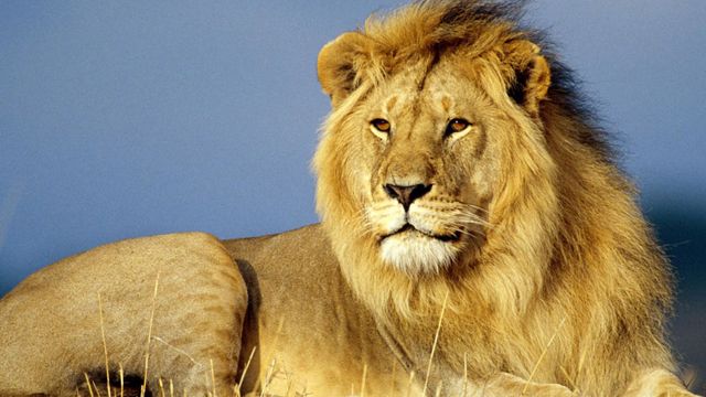 肯尼亚狮|最常见的狮子亚种