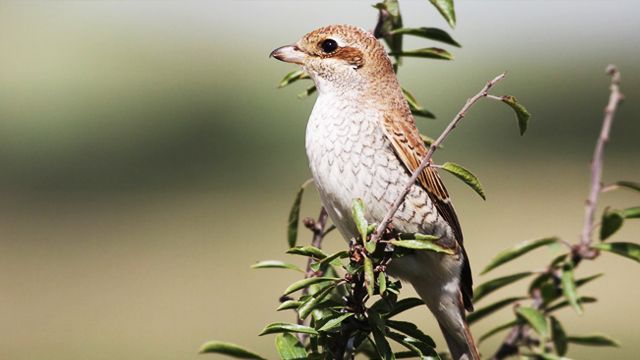 伯勞鳥|鳥界的狠角色