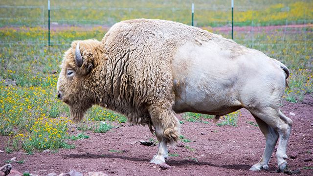 羚羊岛州立公园内的美洲野牛 美国犹他州 笨翁网