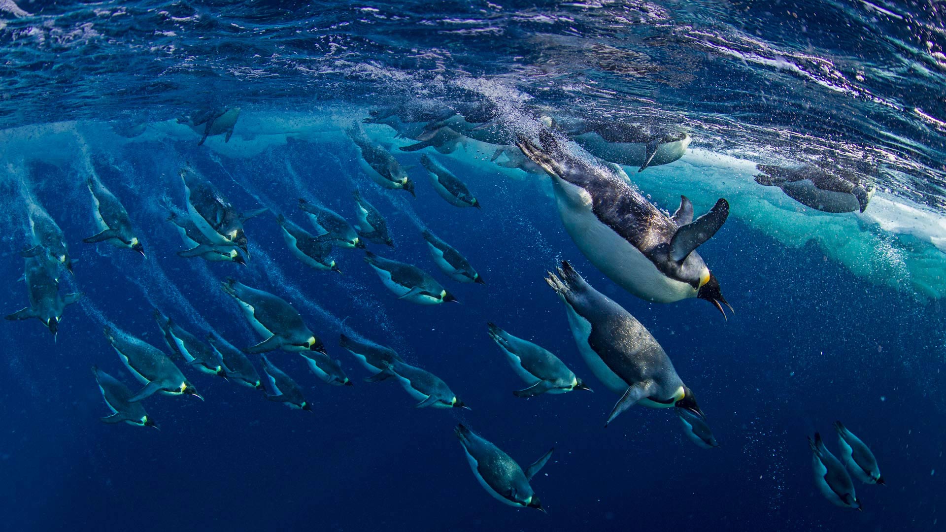 罗斯海中的帝企鹅 南极洲 笨翁网