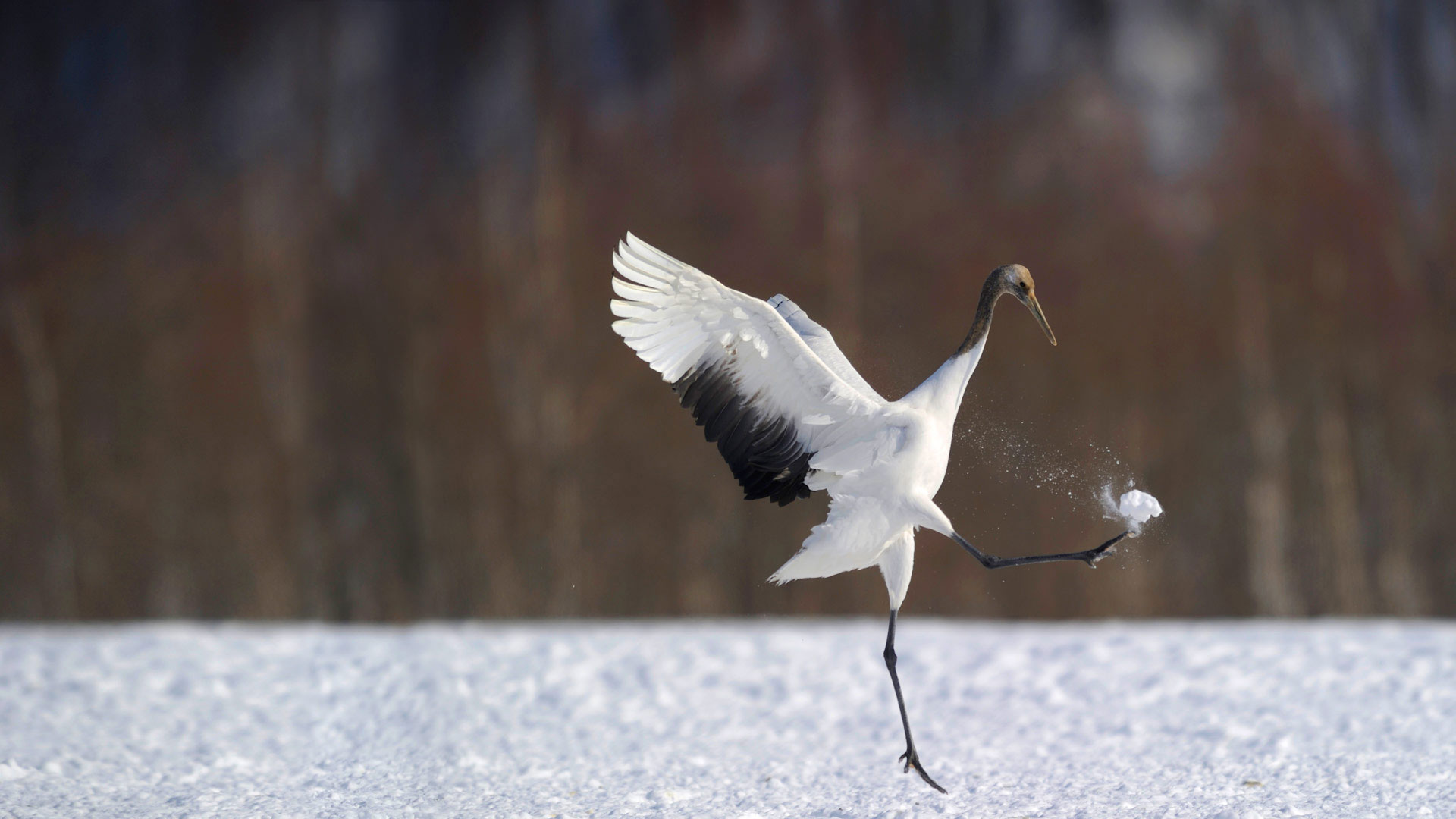 雪地里的一只丹顶鹤 日本北海道 笨翁网