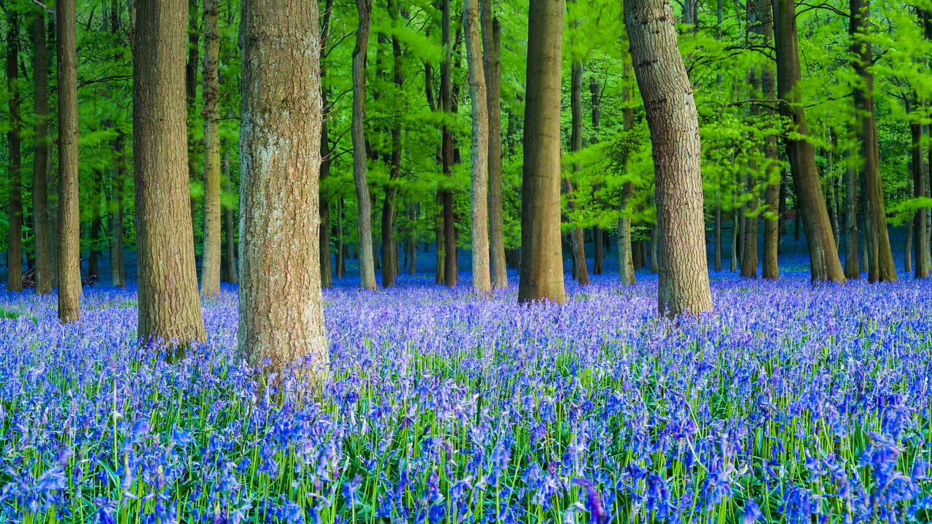 山毛榉树林里的蓝铃花，英国赫特福德郡
