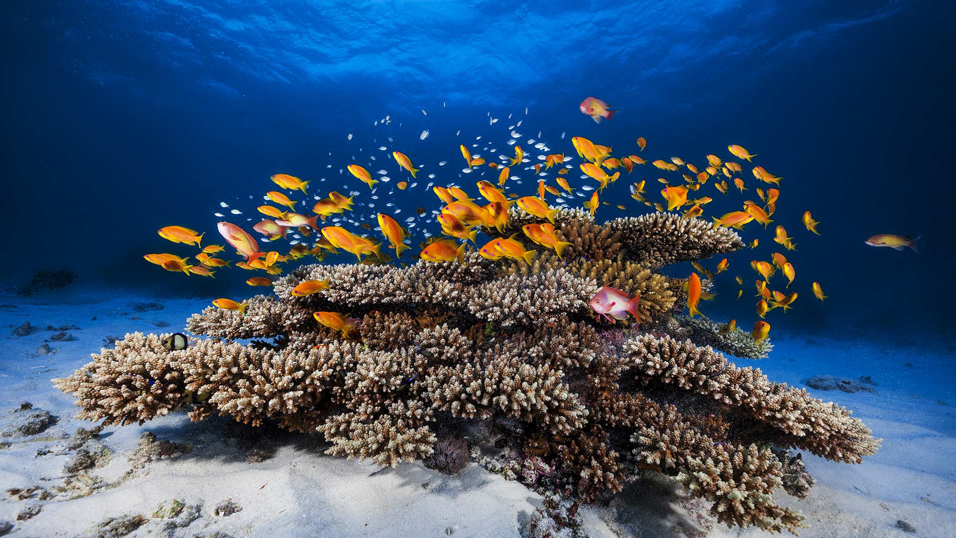 金拟花鮨鱼群游过珊瑚，印度洋马约特岛